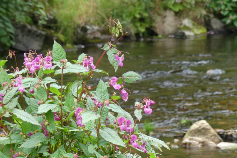 New study reveals Himalayan balsam’s damaging impacts on rivers