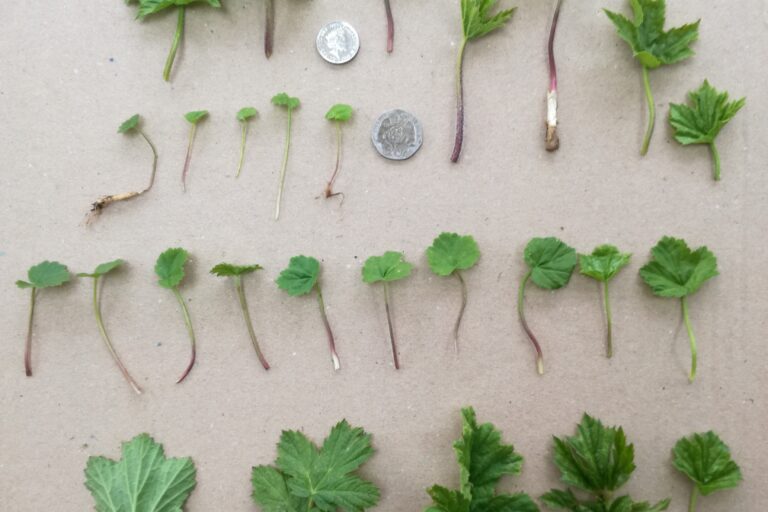 Seedling Emergence Trial: When do giant hogweed plants emerge in Scotland?