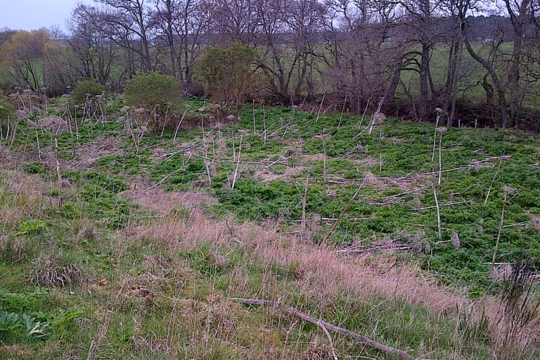 Site Study: Giant hogweed control at The Old Mill, Muckle Burn, Brodie in Moray
