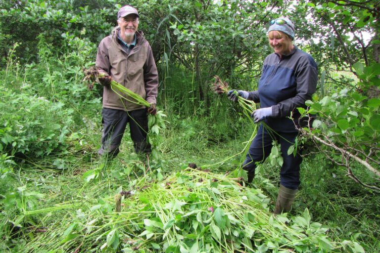 Case Study: Laide – a community taking ownership of Himalayan balsam control