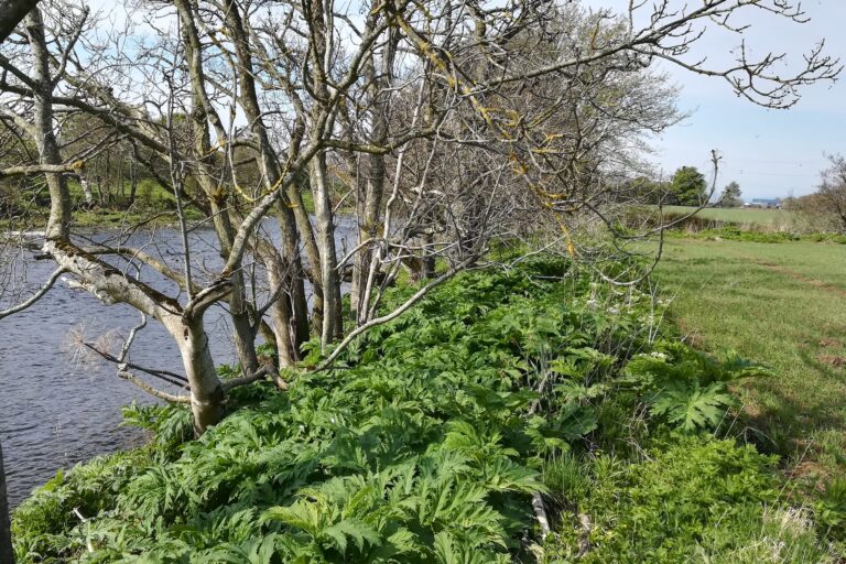 Site Study: Giant hogweed control at Inglesmaldie, North Esk