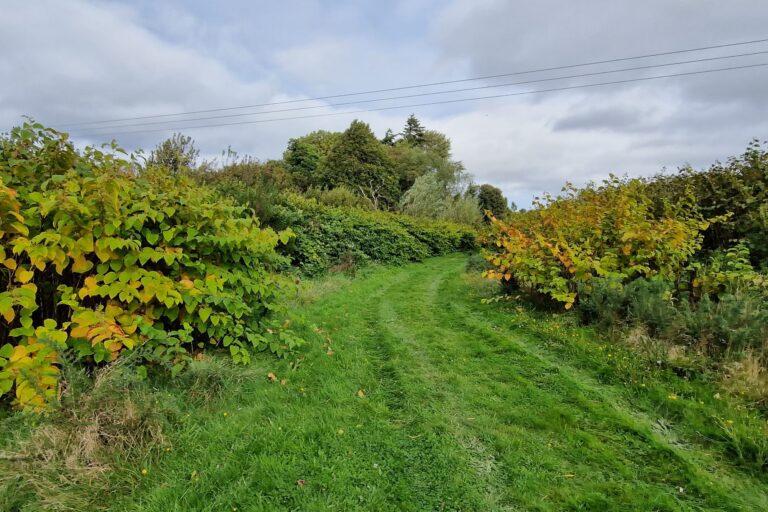 Site Study: Japanese Knotweed Control at Mayne Farm, River Lossie, Moray
