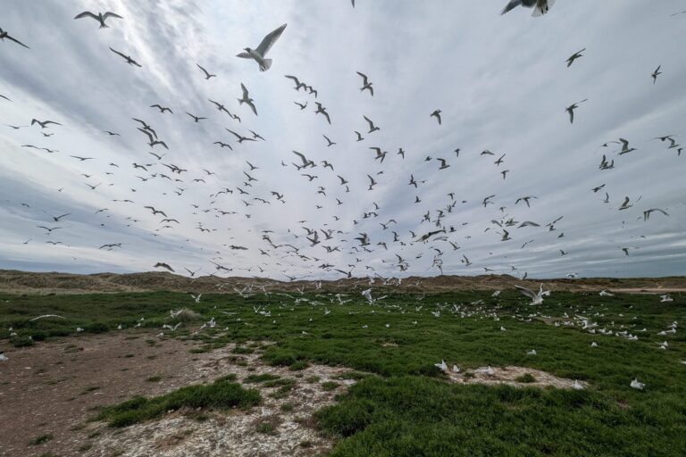 American mink trap deployed at Forvie NNR