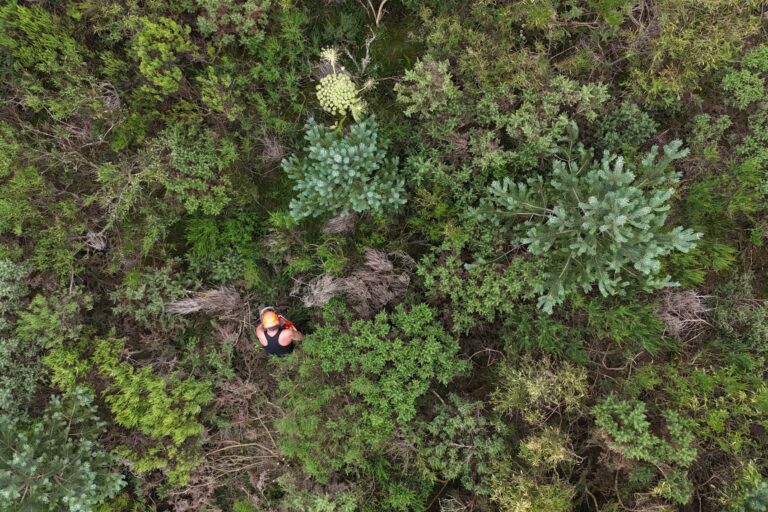 Taking giant hogweed control to new heights