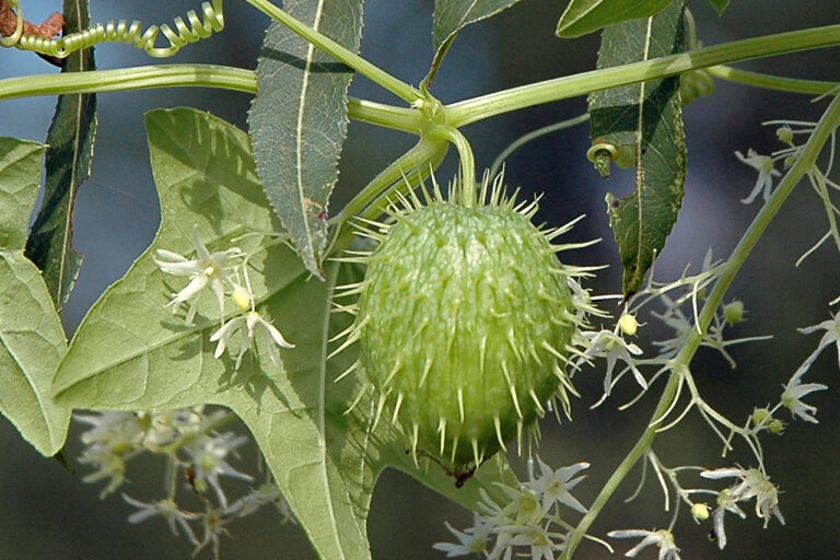 Invasive Species Control in Scotland and Canada: Similarities and Differences