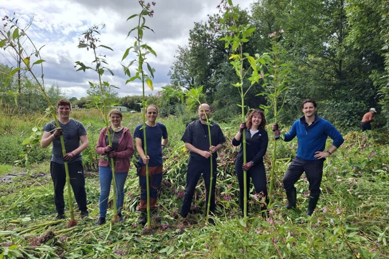 Community and corporate groups work together to tackle Himalayan balsam in Blairgowrie & Rattray